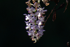 Aerides odorata