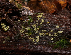 Chlorosplenium