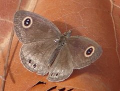 Ypthima huebneri
