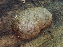 Reticularia splendens