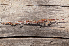 Agrostis aequivalvis