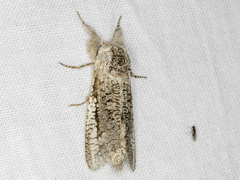 Endoxyla secta