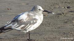 Leucophaeus modestus