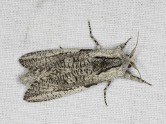 Endoxyla secta