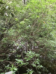 Rhododendron arborescens