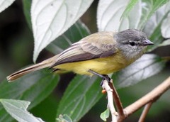 Phyllomyias griseiceps