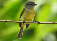 Phyllomyias griseiceps