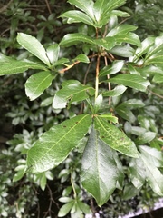 Rhododendron arborescens