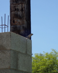 Ctenosaura macrolopha