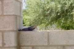 Ctenosaura macrolopha