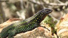 Liolaemus zapallarensis