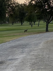 Canis latrans
