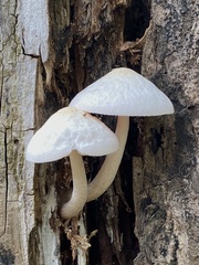 Pluteus tomentosulus