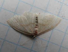 Scopula junctaria