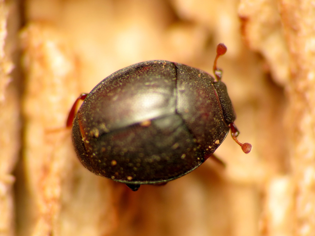 Caerosternus