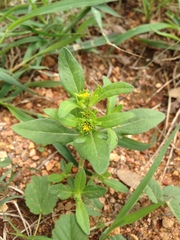 Melampodium strigosum