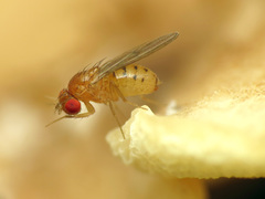 Drosophila falleni