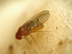 Drosophila falleni