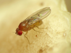 Drosophila falleni