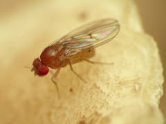 Drosophila falleni
