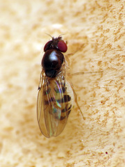 Mycodrosophila claytonae