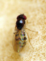 Mycodrosophila claytonae