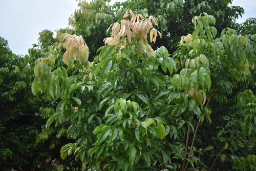Litchi chinensis