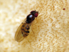 Mycodrosophila claytonae