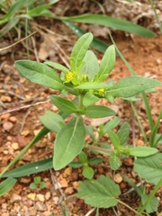 Melampodium strigosum