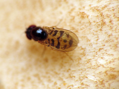 Mycodrosophila claytonae