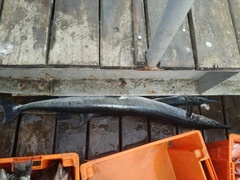 Tylosurus crocodilus fodiator