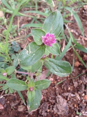 Gomphrena nitida
