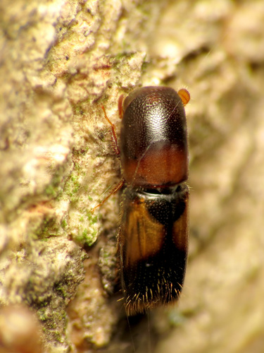 Yellow-banded timber beetle