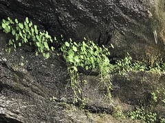 Hydrocotyle americana