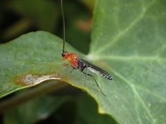 Oedemopsini
