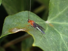 Oedemopsini