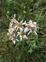 Aster tataricus