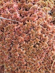 Sphagnum bartlettianum
