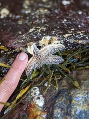 Asterias