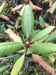 Rhododendron minus