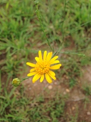 Gutierrezia conoidea