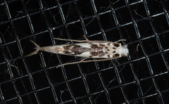 Erechthias mystacinella