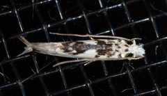 Erechthias mystacinella