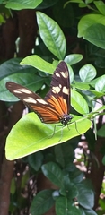 Eueides vibilia