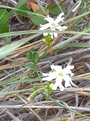 Ceratosanthes palmata