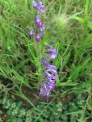 Lobelia fenestralis