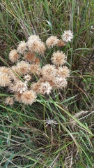 Vernonia lindheimeri