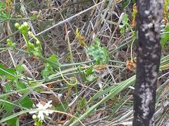 Ceratosanthes palmata