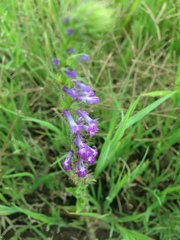Lobelia fenestralis
