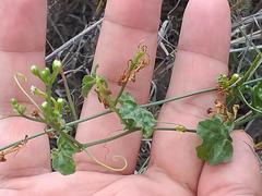 Ceratosanthes palmata